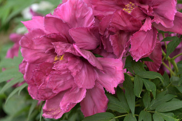 10 TREE PEONY Mountain Paeony Paeonia Suffruticosa Arborea Mixed Colors Red Pink White Purple Yellow Bicolor Flower Shrub Seeds